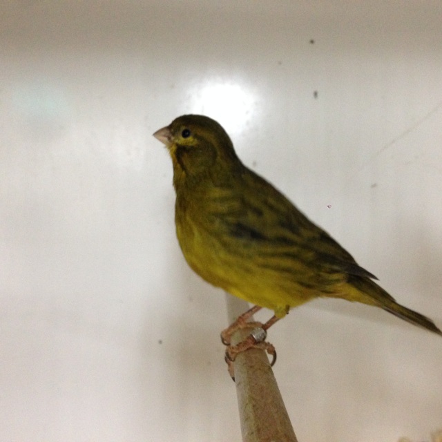 fancy canary for sale