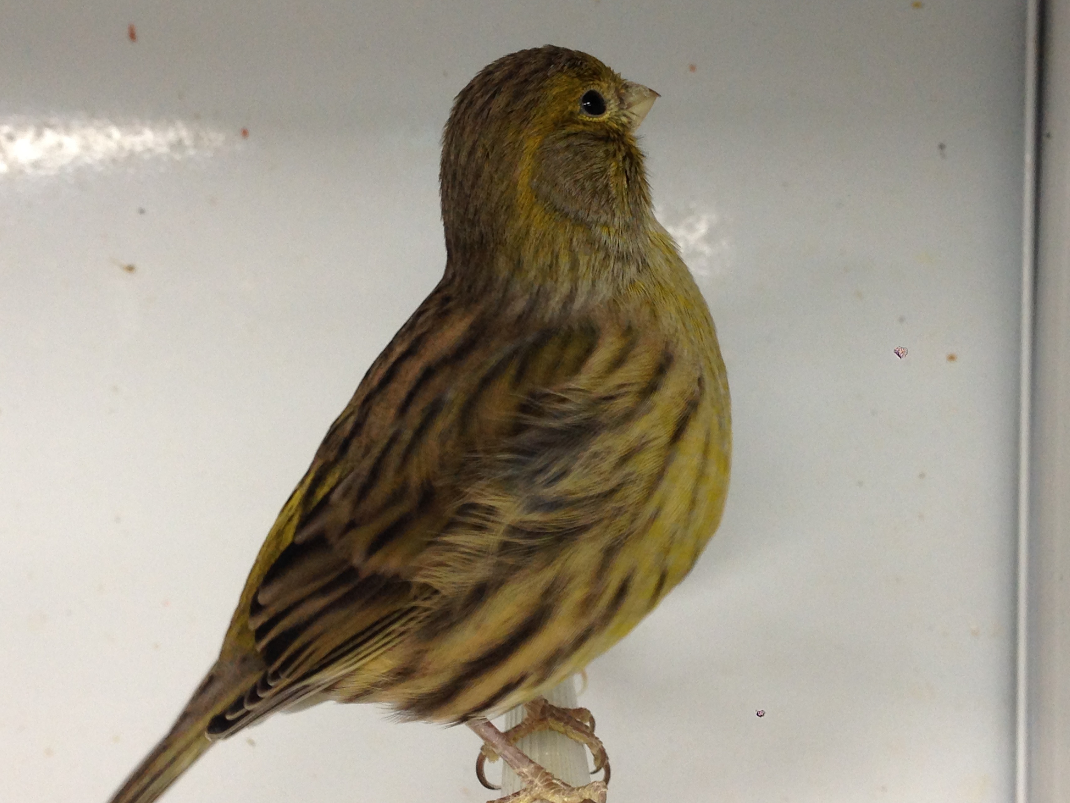 fancy canary for sale